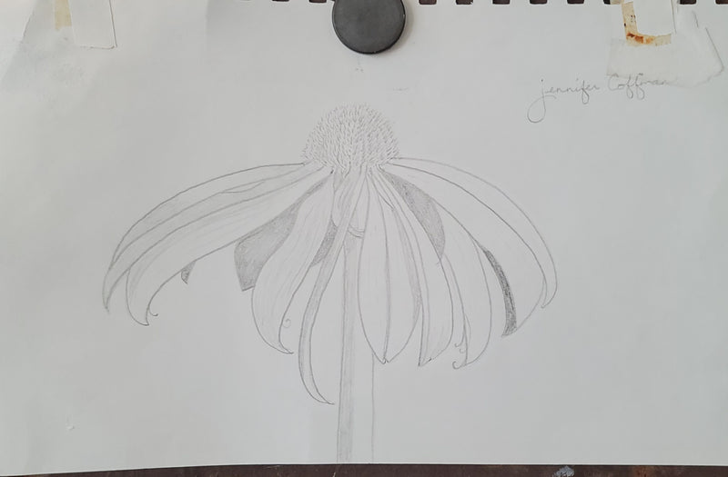 Echinacea Drawing - Artski&Hush