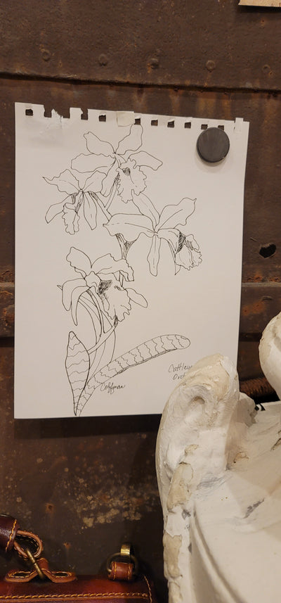 Cattleya Orchid Drawing - Artski&Hush