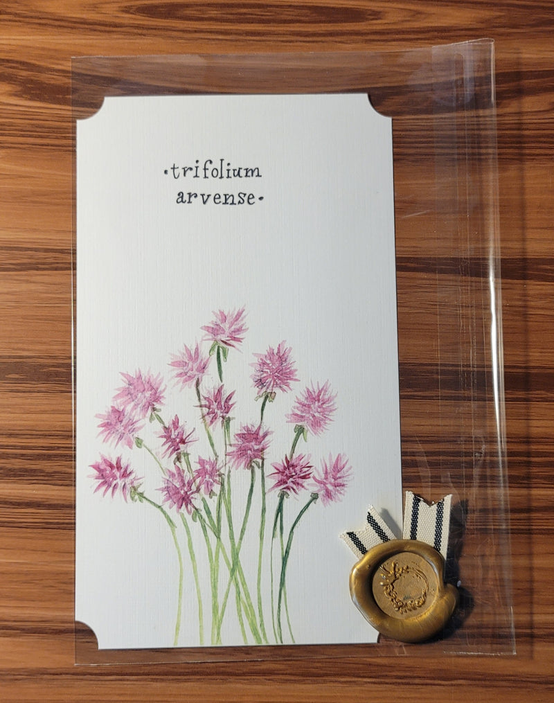 Trifolium Arvense Watercolor Card