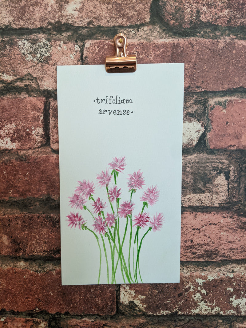 Trifolium Arvense Watercolor Card - Artski&Hush